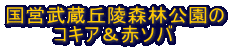 国営武蔵丘陵森林公園の 　　　 コキア＆赤ソバ