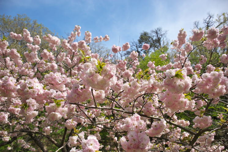 弥彦公園 遅咲き の桜
